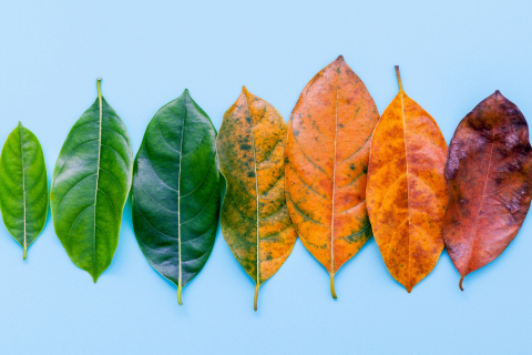 how long does it take to change managing agent? image depicts a row of leaves changing through the season.