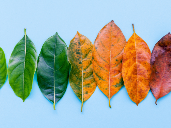 how long does it take to change managing agent? image depicts a row of leaves changing through the season.